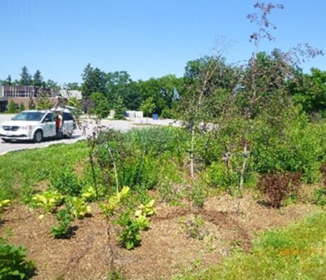 A bioretention facility in a parking lot with a mixture of perennials, shrubs and young trees.