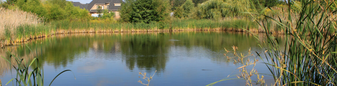 A pond with trees and a house in the background.