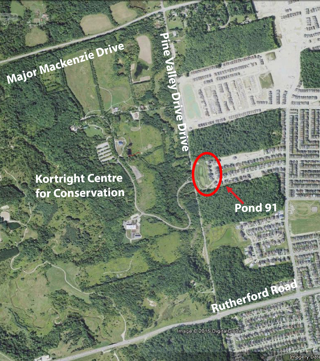 Figure 1. Location of Pond 91 in Vaughan, ON. The pond area is circled in red, and is near Pine Valley Drive across from the Kortright Centre for Conservation.