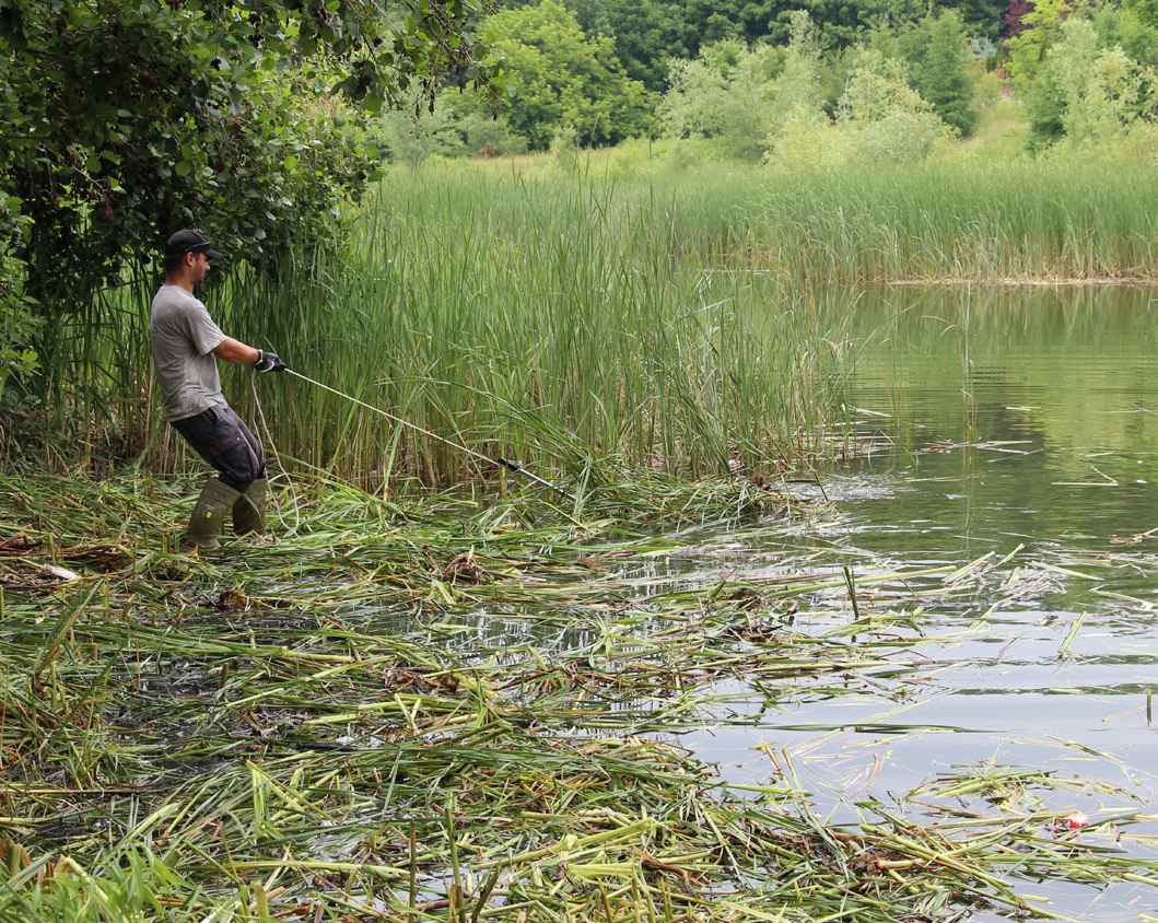 Figure 4. Shoreline cattail removal.