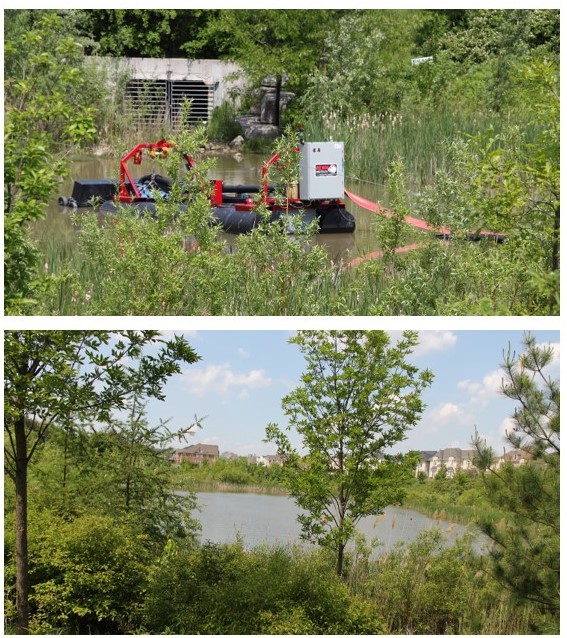 Figure 8. The well-established plantings surrounding Pond 4 that remained undisturbed during dredging.